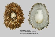 Patella ferruginea